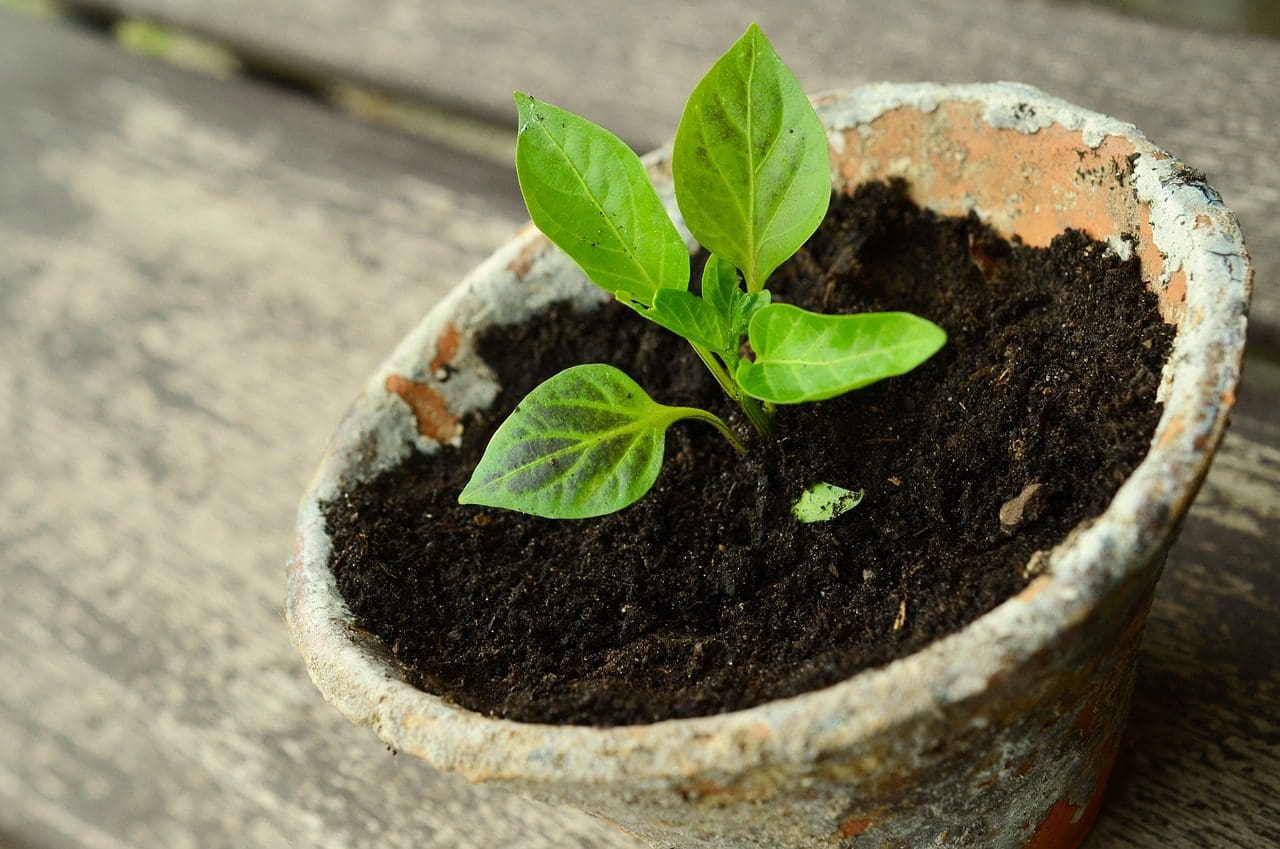 Spiselige planter på altanen - En Mands Guide